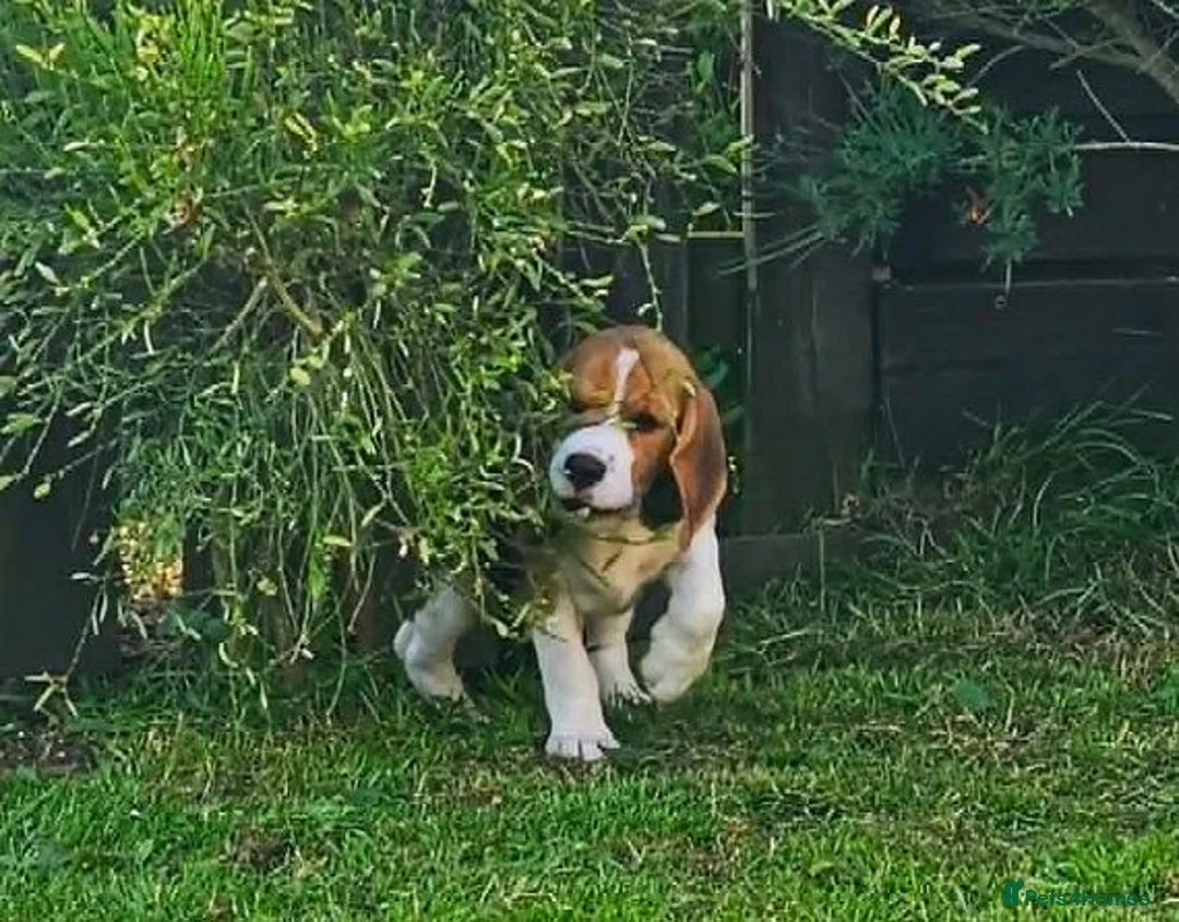 Beagle dogs for sale: Stunning Male Blanket Tri Beagle Puppy - Ready Now - Advert 1