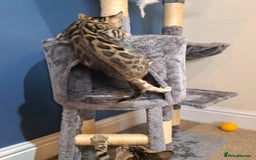 Bengal cats for sale: Stunning TICA Bengals - Image 19