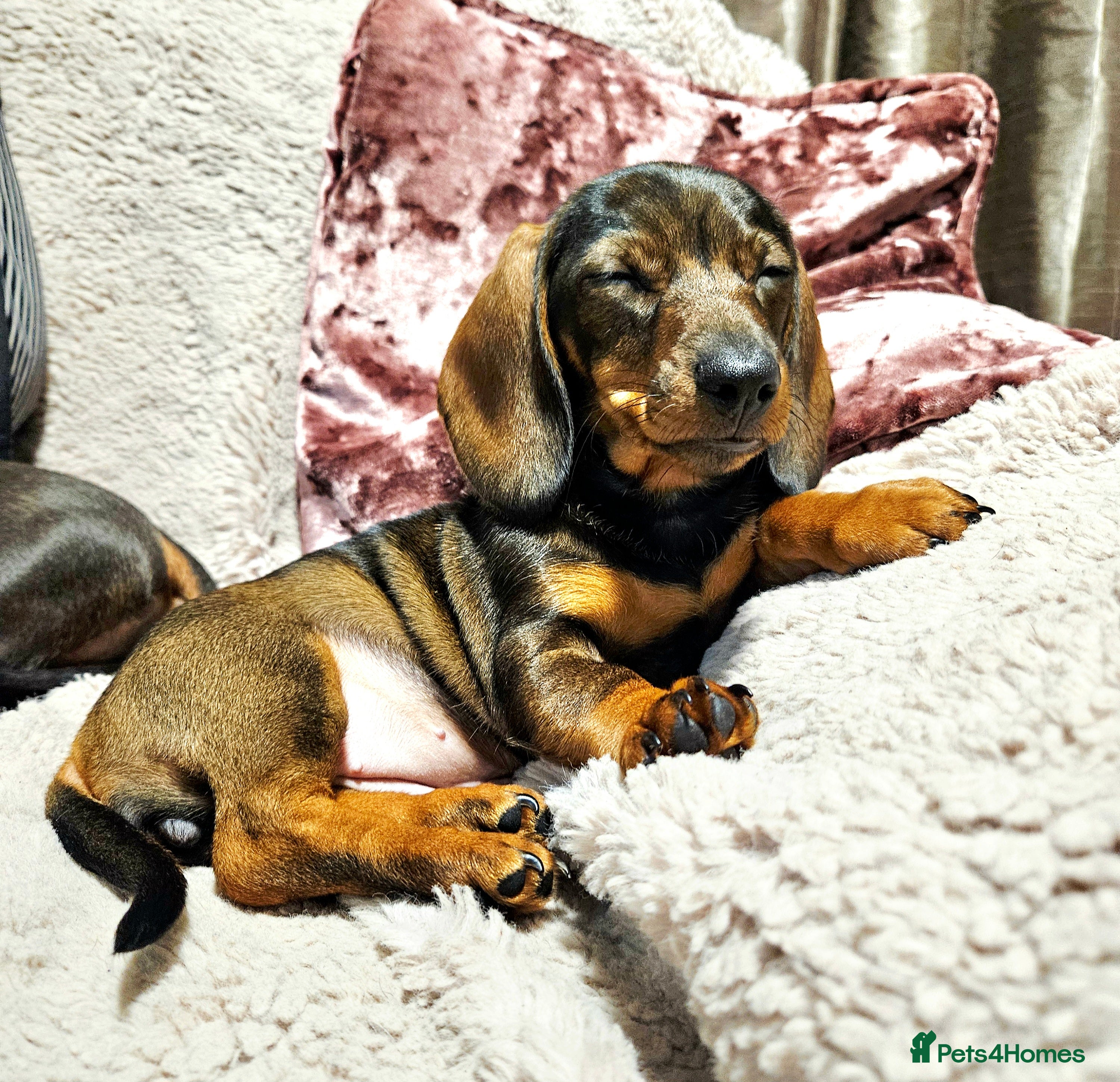 Dachshund dogs Girl pup for sale - last of her litter!  - Advert 8
