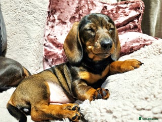 Dachshund dogs Girl pup for sale - last of her litter! - Advert 1