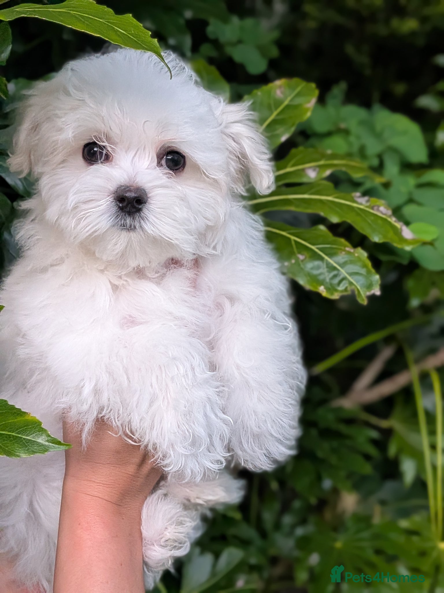 Maltese dogs Last Maltese Boy Available 🐾 KC Registered - Advert 1