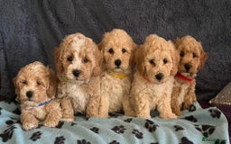 Poochon dogs for sale: Stunning Poochon puppies  - Image 2