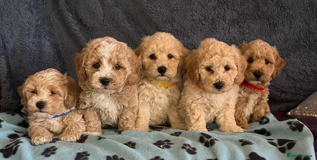 Poochon dogs for sale: Stunning Poochon puppies  - Image 2