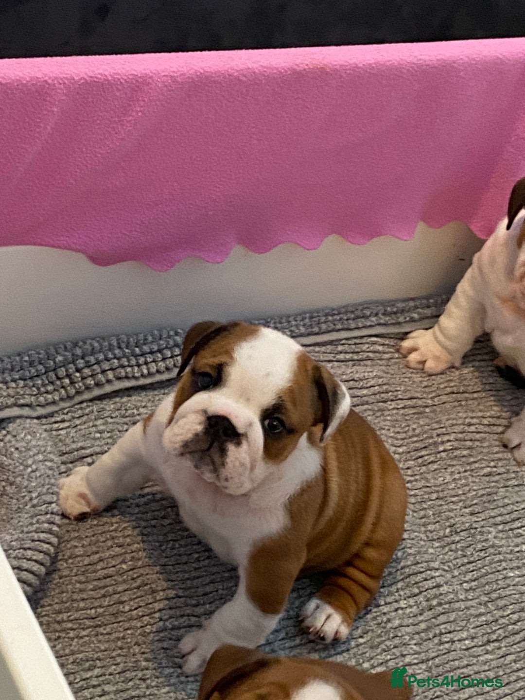 English Bulldog dogs for sale: English Bulldog Pups Standard Kc Reg - Image 20