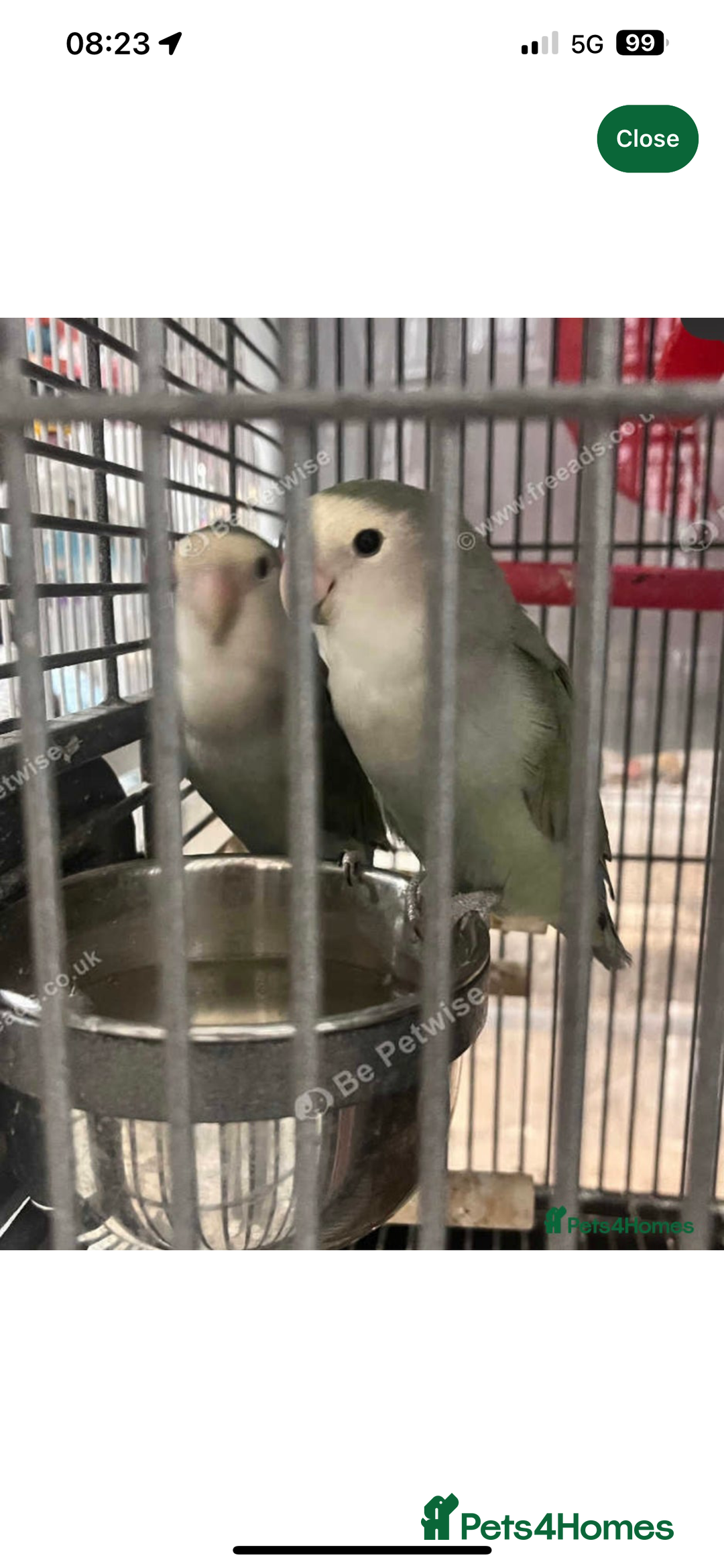 Lovebirds birds for sale: 2 BONDED LOVEBIRDS FOR SALE  - Advert 3