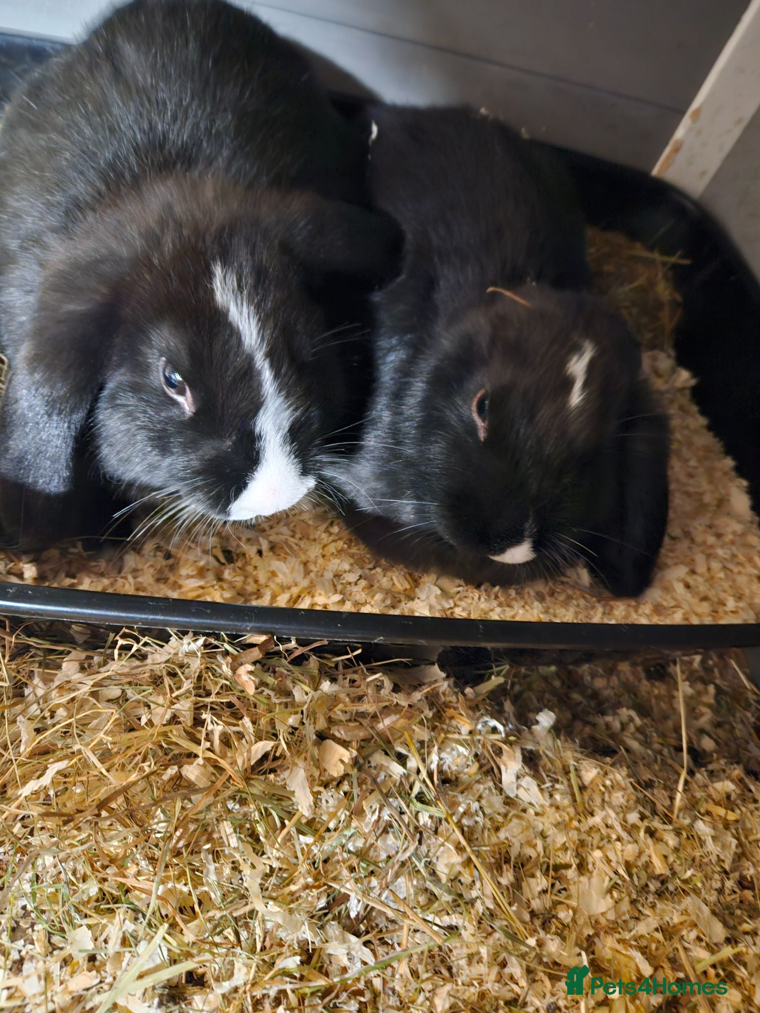 English Lop rabbits 2, 2 year old rabbits - Advert 1