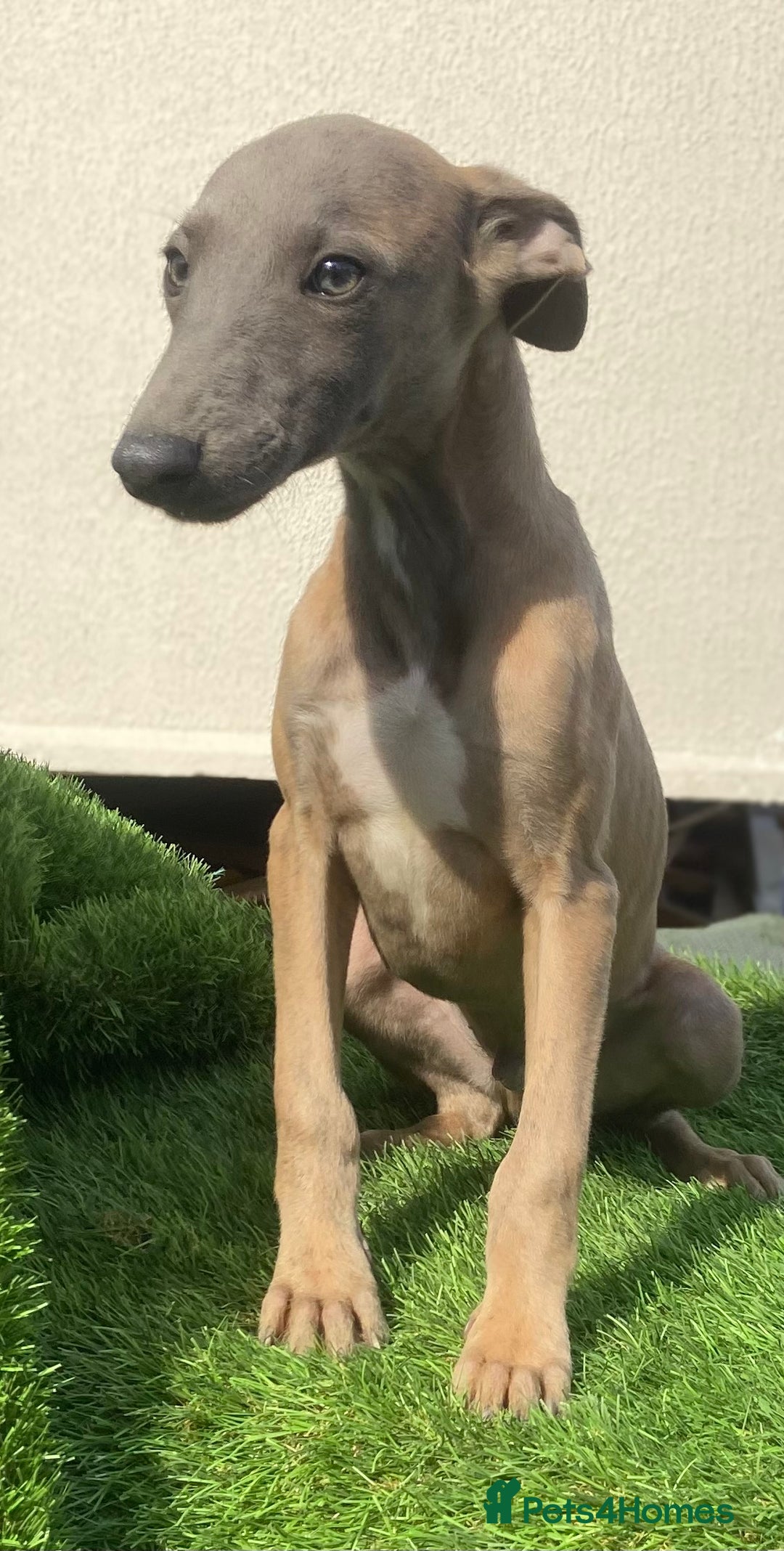 Whippet dogs for sale: Kc whippet pups  - Image 12