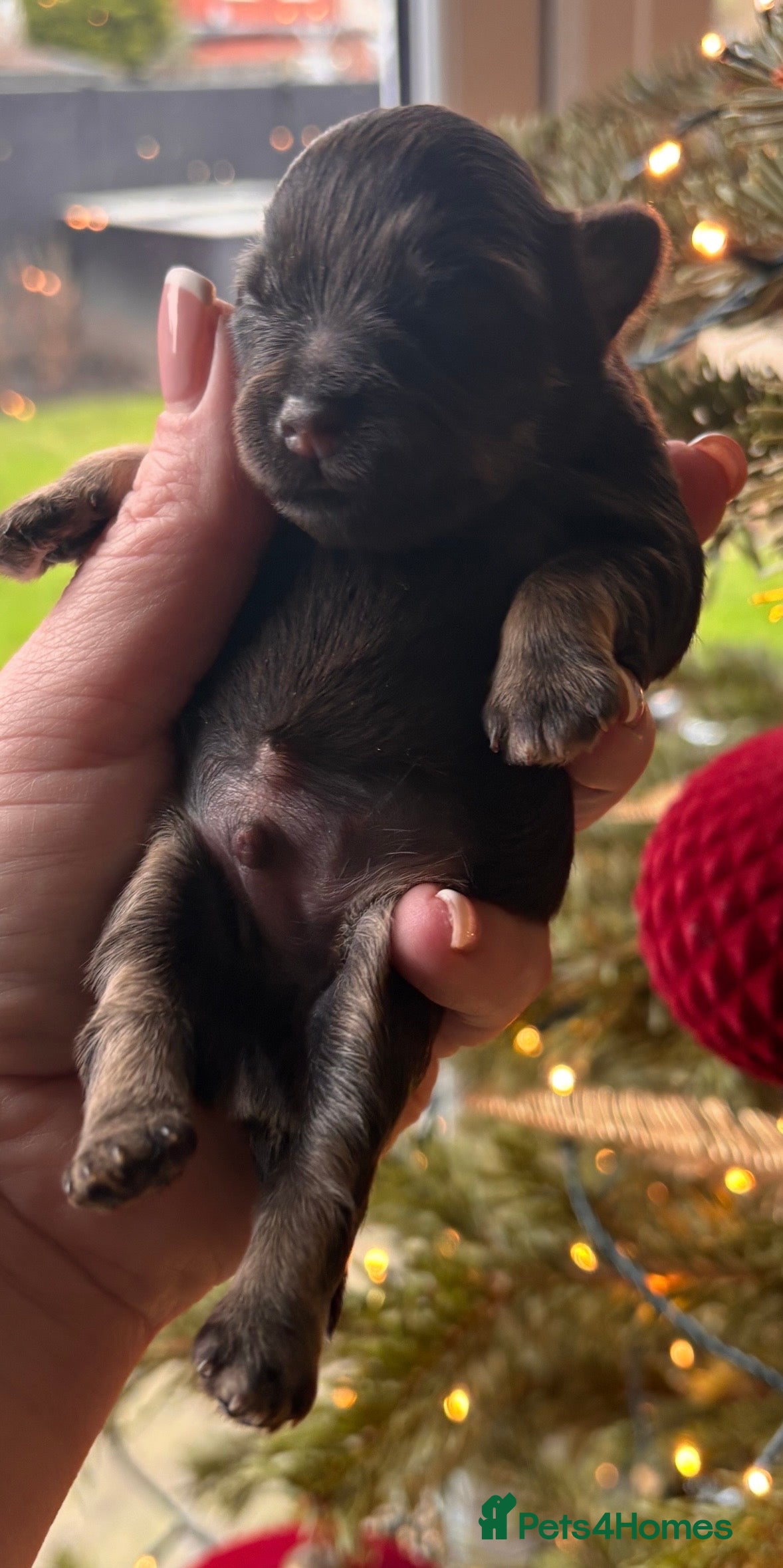 Miniature Schnauzer dogs KC Mini Schnauzer Choc ,Black,Choc/Tan. BVA H/T  - Advert 17