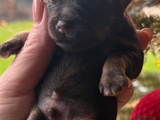 Miniature Schnauzer dogs KC Mini Schnauzer Choc ,Black,Choc/Tan. BVA H/T - Advert 17