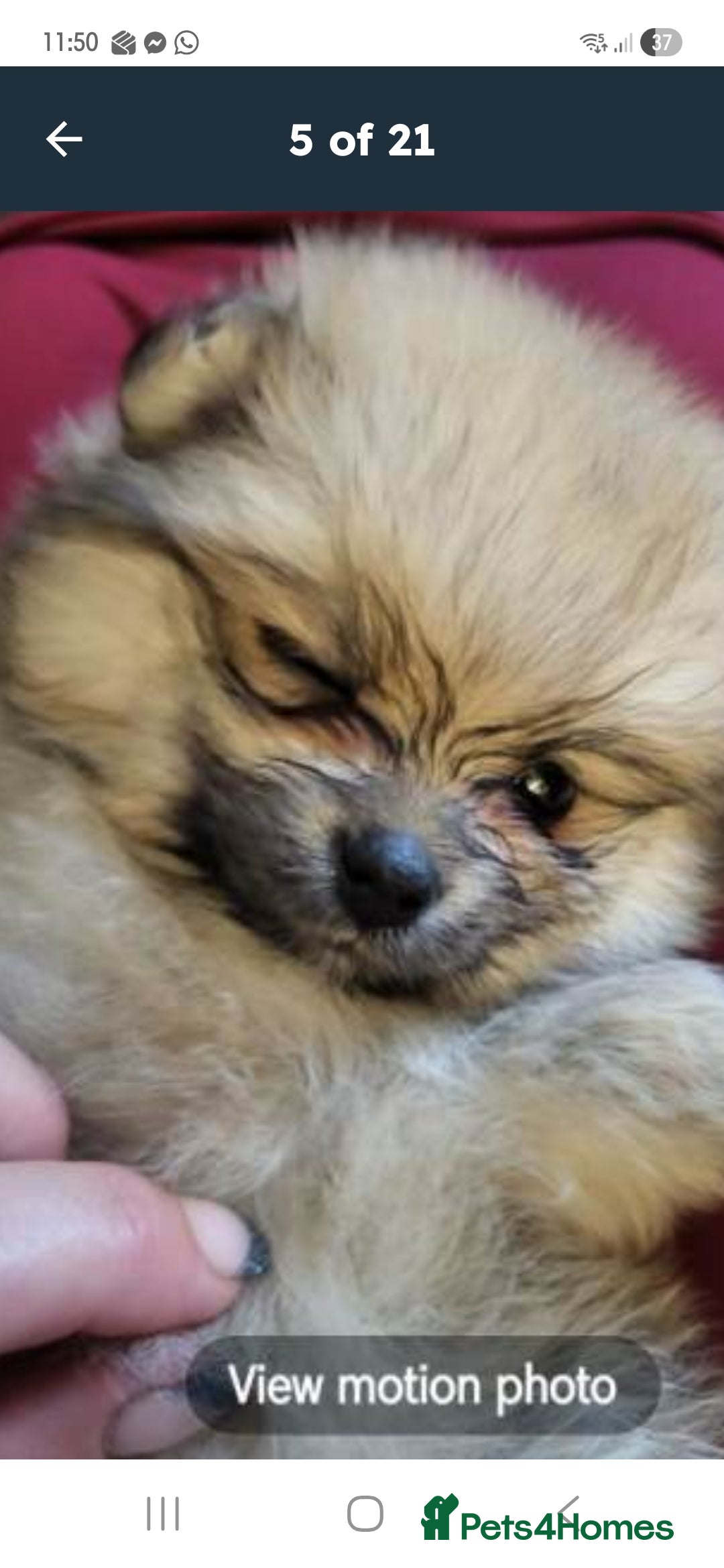 Pomeranian dogs Pomeranian mixed litter  - Advert 7
