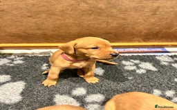 Labrador Retriever dogs for sale: KC Registered Fox Red Labrador Puppies  - Image 16