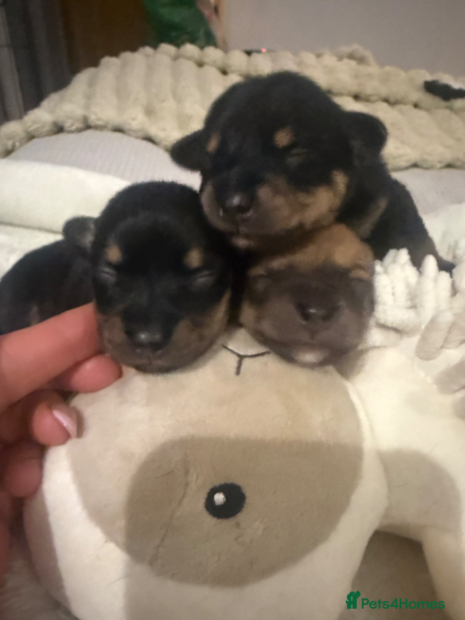 Mixed Breed dogs Dameranians  - Advert 3