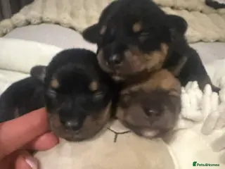 Mixed Breed dogs Dameranians - Advert 3