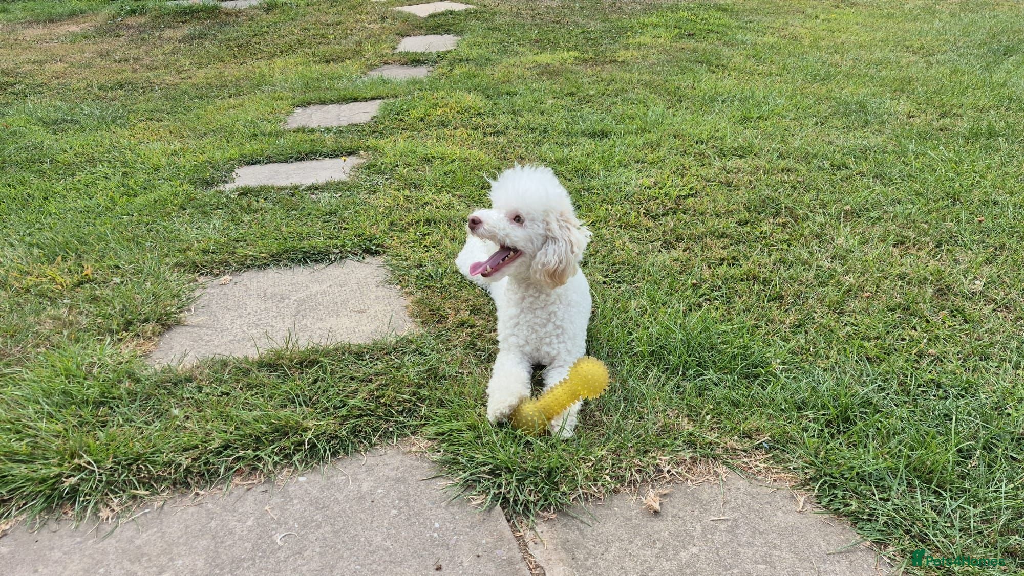 Toy Poodle dogs White Toy poodle girl 3 years old  - Advert 8