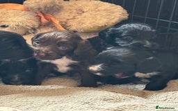 Cocker Spaniel dogs for sale: Working type cocker spaniel puppies  - Image 4