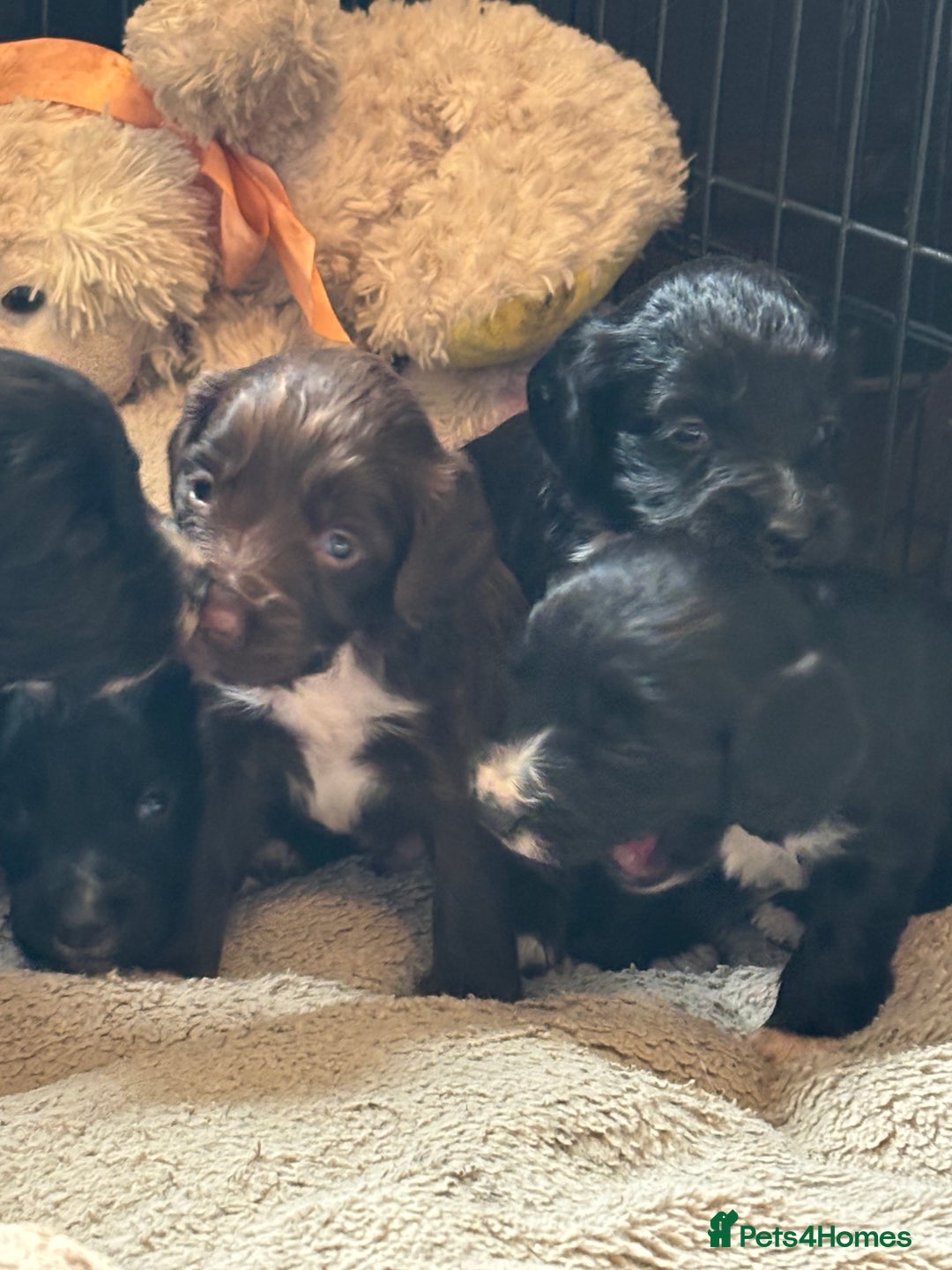 Cocker Spaniel dogs for sale: Working type cocker spaniel puppies  - Image 4