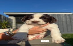 English Springer Spaniel dogs for sale: ✨ Working English Springer Spaniel Puppies ✨ - Image 18