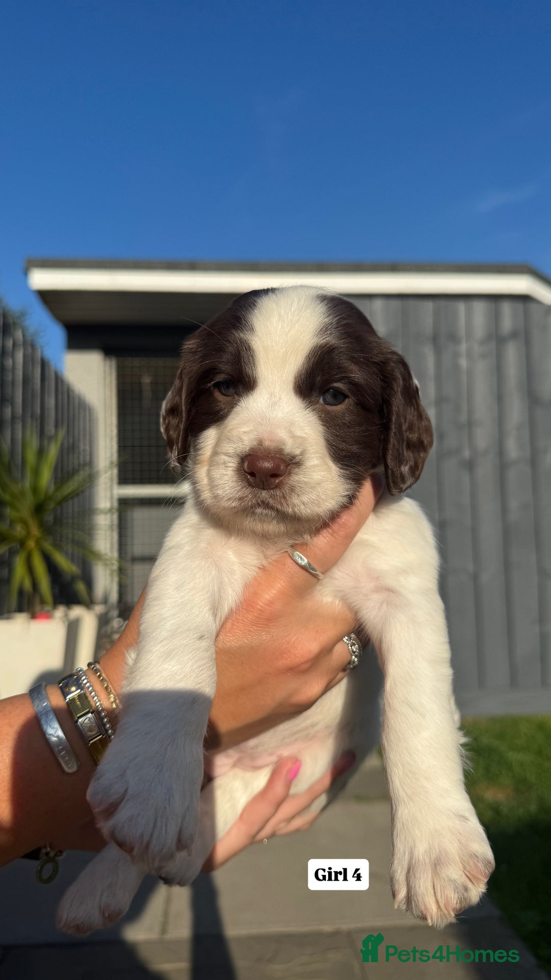 English Springer Spaniel dogs for sale: ✨ Working English Springer Spaniel Puppies ✨ - Image 18
