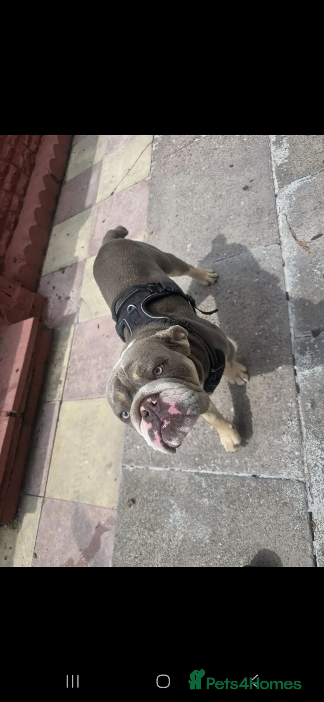 English Bulldog dogs for sale: British bulldog in Tipton - Advert 1