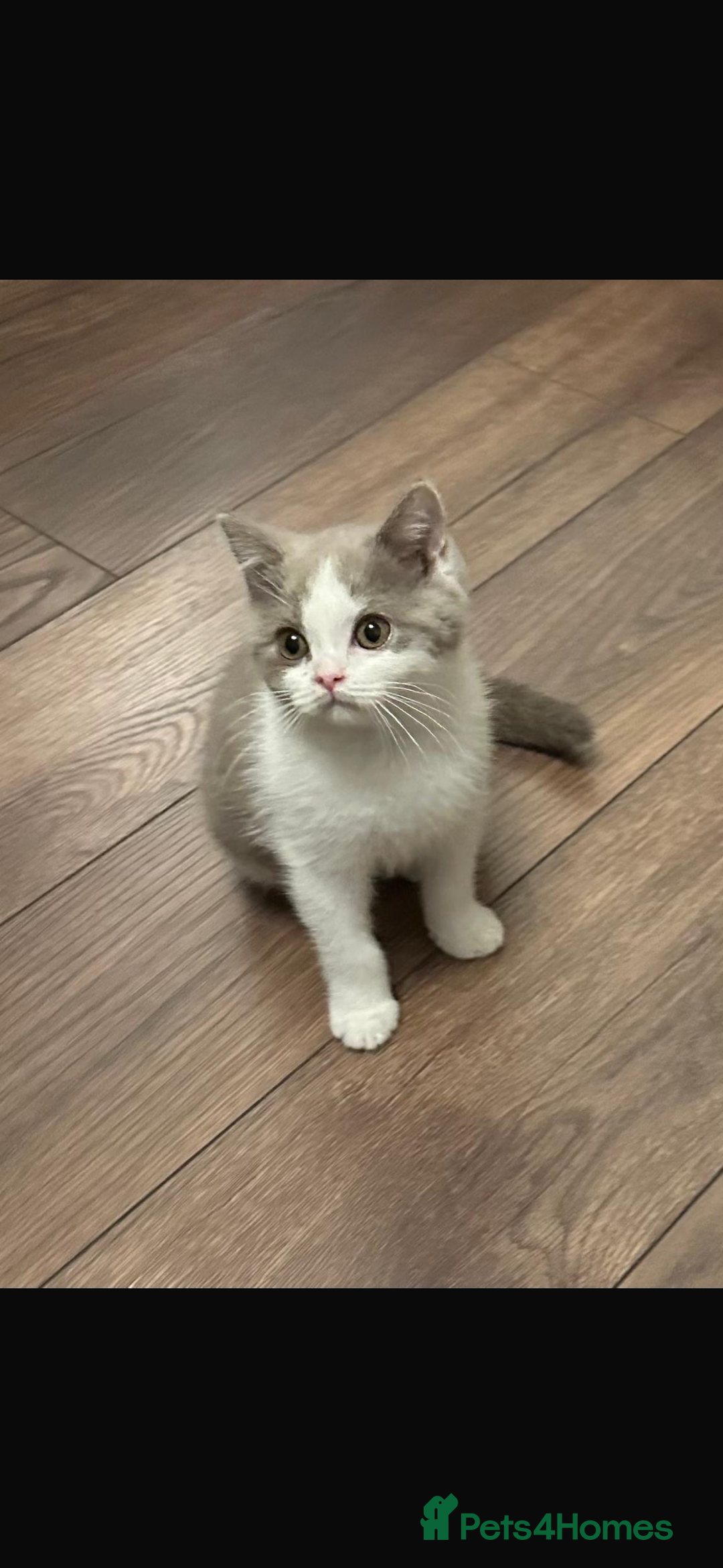 British Shorthair cats for sale: 1 left Ready NOW GCCF BSH kittens  - Advert 6