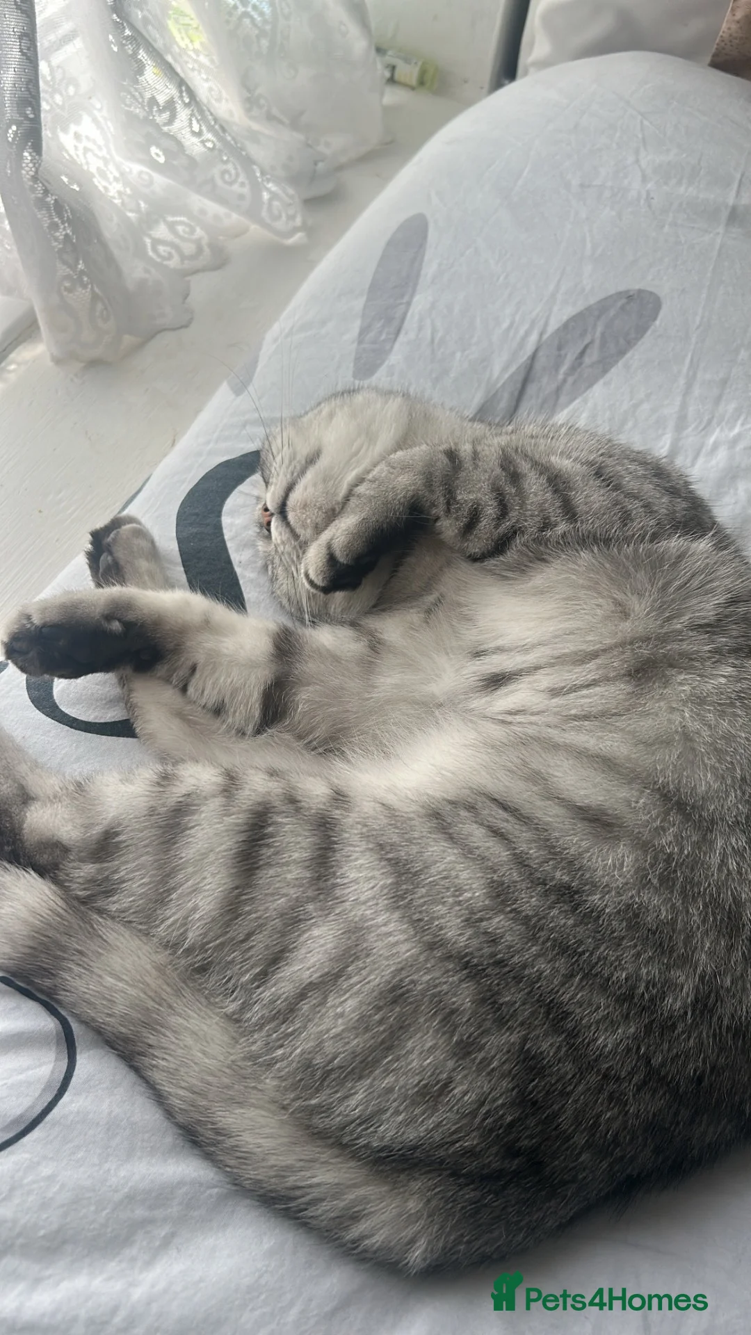 British Shorthair cats for sale: British shorthair  in Birmingham - Advert 2