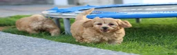 Cavapoochon dogs for sale: CAVAPOOCHON PUPPIES FOR SALE - Advert 24