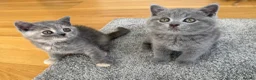 British Shorthair cats for sale: British Shorthair Kittens – Ready Now 🐾 - Advert 6