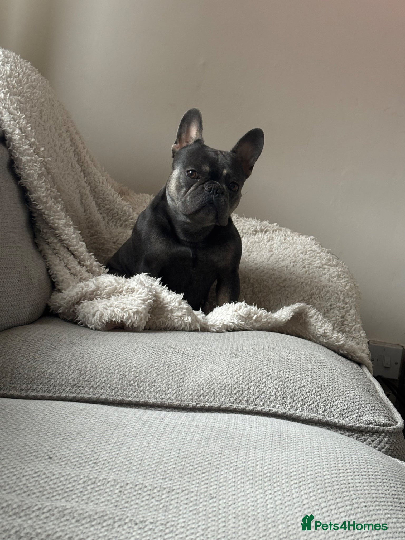 French Bulldog dogs French bulldog  - Advert 1