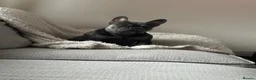 French Bulldog dogs for sale: French bulldog  in Bolton - Advert 1