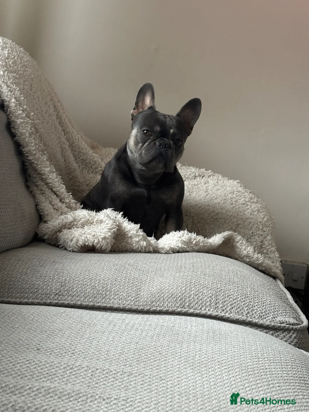 French Bulldog dogs for sale: French bulldog  in Bolton - Advert 1