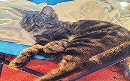 Mixed Breed cats for sale: Tabby cat for sale - Image 3