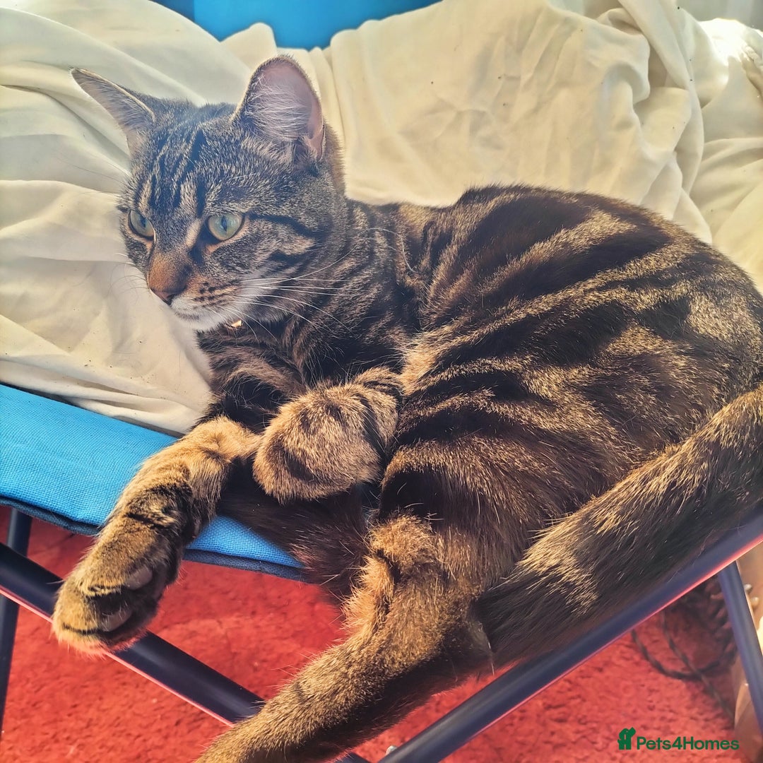 Mixed Breed cats for sale: Tabby cat for sale - Image 3