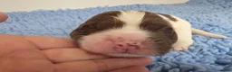 English Springer Spaniel dogs for sale: KC Health Tested, Home Reared 5 ⭐️ Liver Pups - Advert 13