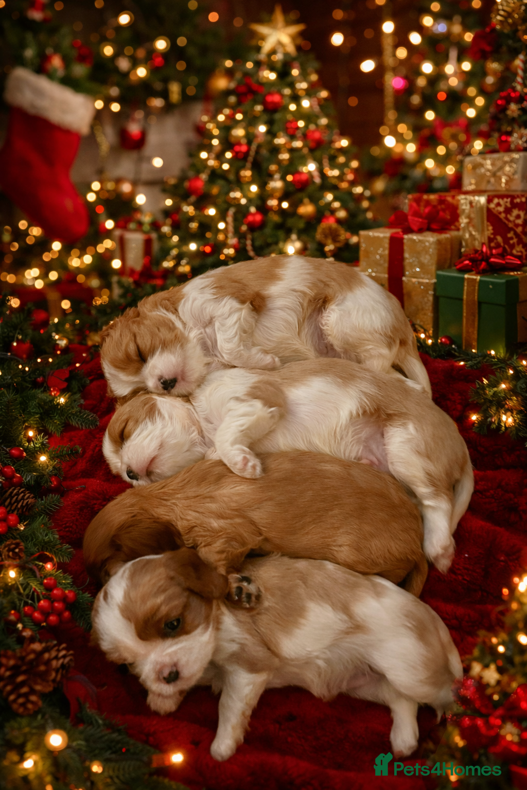 Cavalier King Charles Spaniel dogs CKCS Puppies - KC Registered and Health Tested - Advert 5