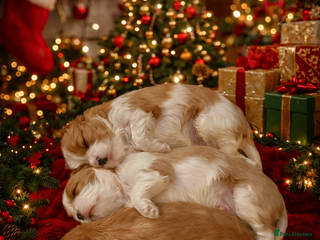 Cavalier King Charles Spaniel dogs CKCS Puppies - KC Registered and Health Tested - Advert 5