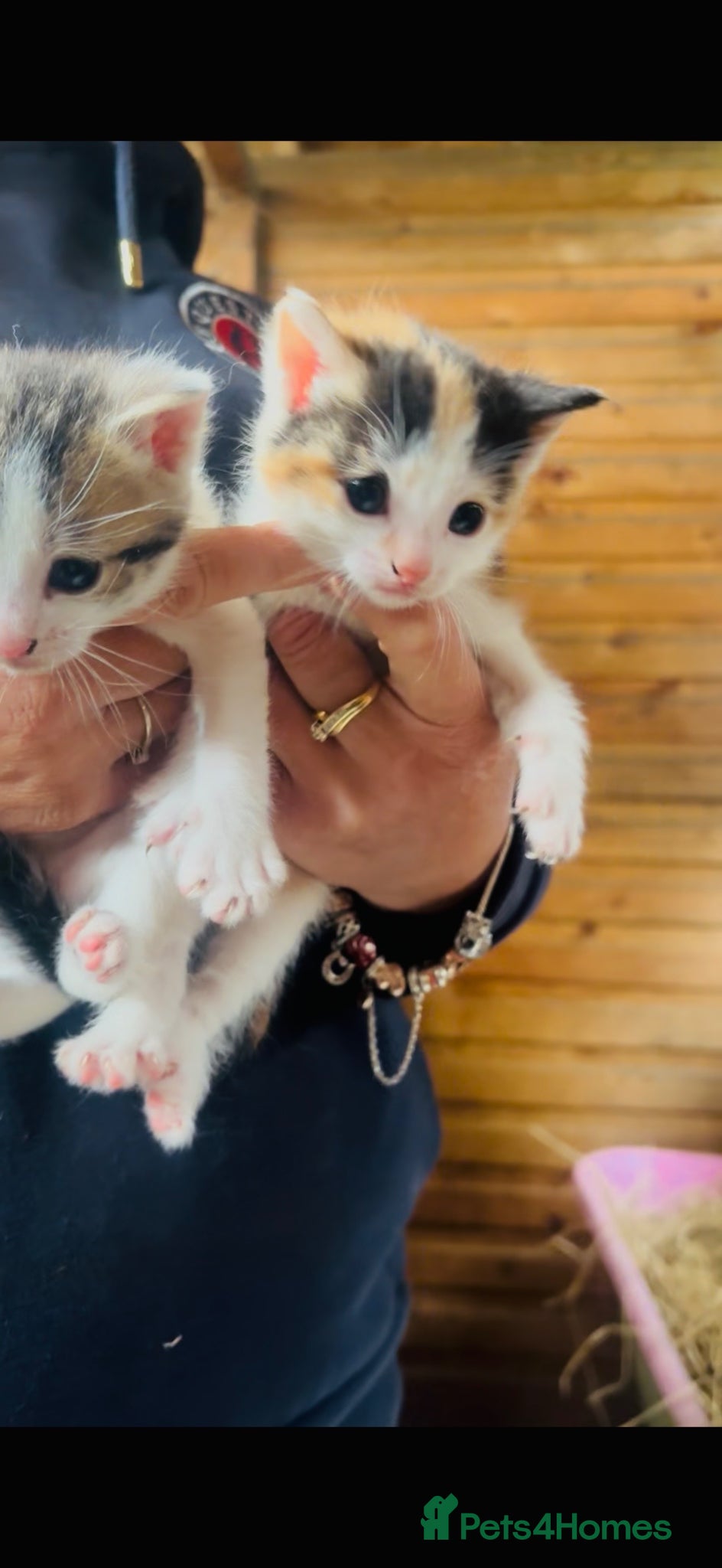 Mixed Breed cats Beautiful kittens  - Advert 14
