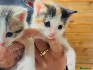 Mixed Breed cats Beautiful kittens - Advert 11