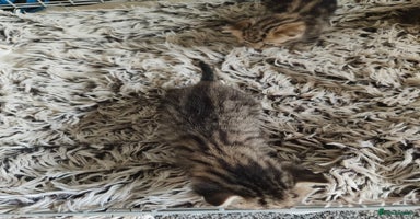 Savannah cats - Advert 3