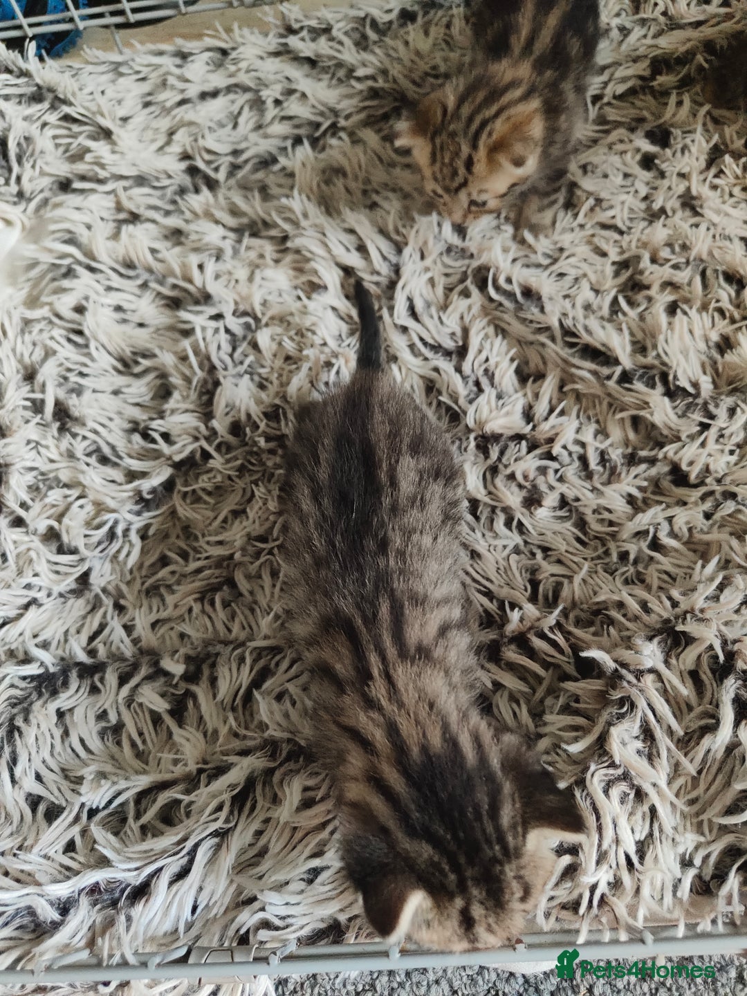 Savannah cats for sale: Savannah x Maine coon - Image 3