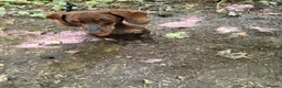 Miniature Dachshund dogs for sale: 🐶🐶🐶❤️❤️❤️❤️miniature Daschund puppies for sale  - Advert 23