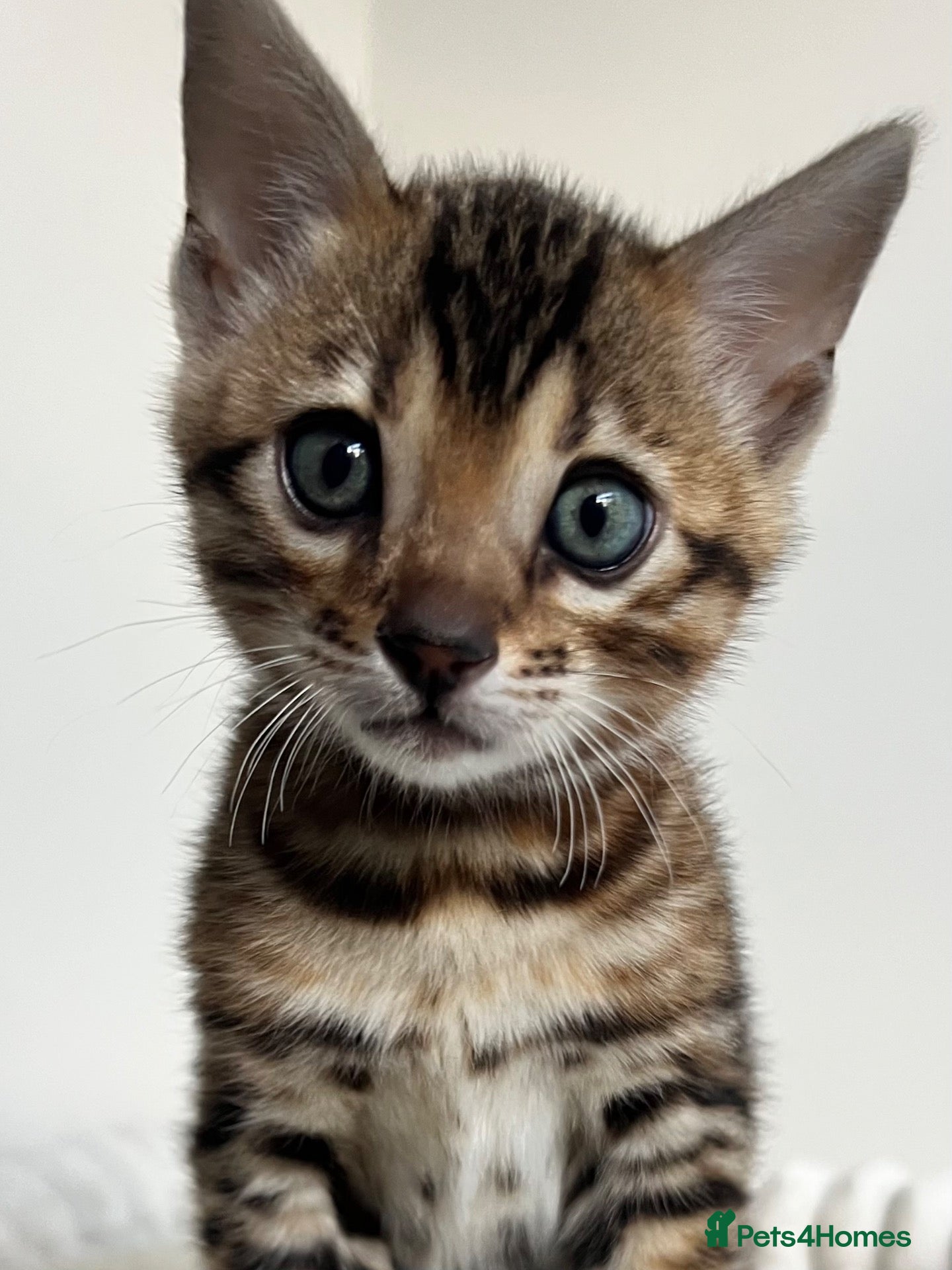 Bengal cats Stunning TICA Registered Bengal Boy  - Advert 2