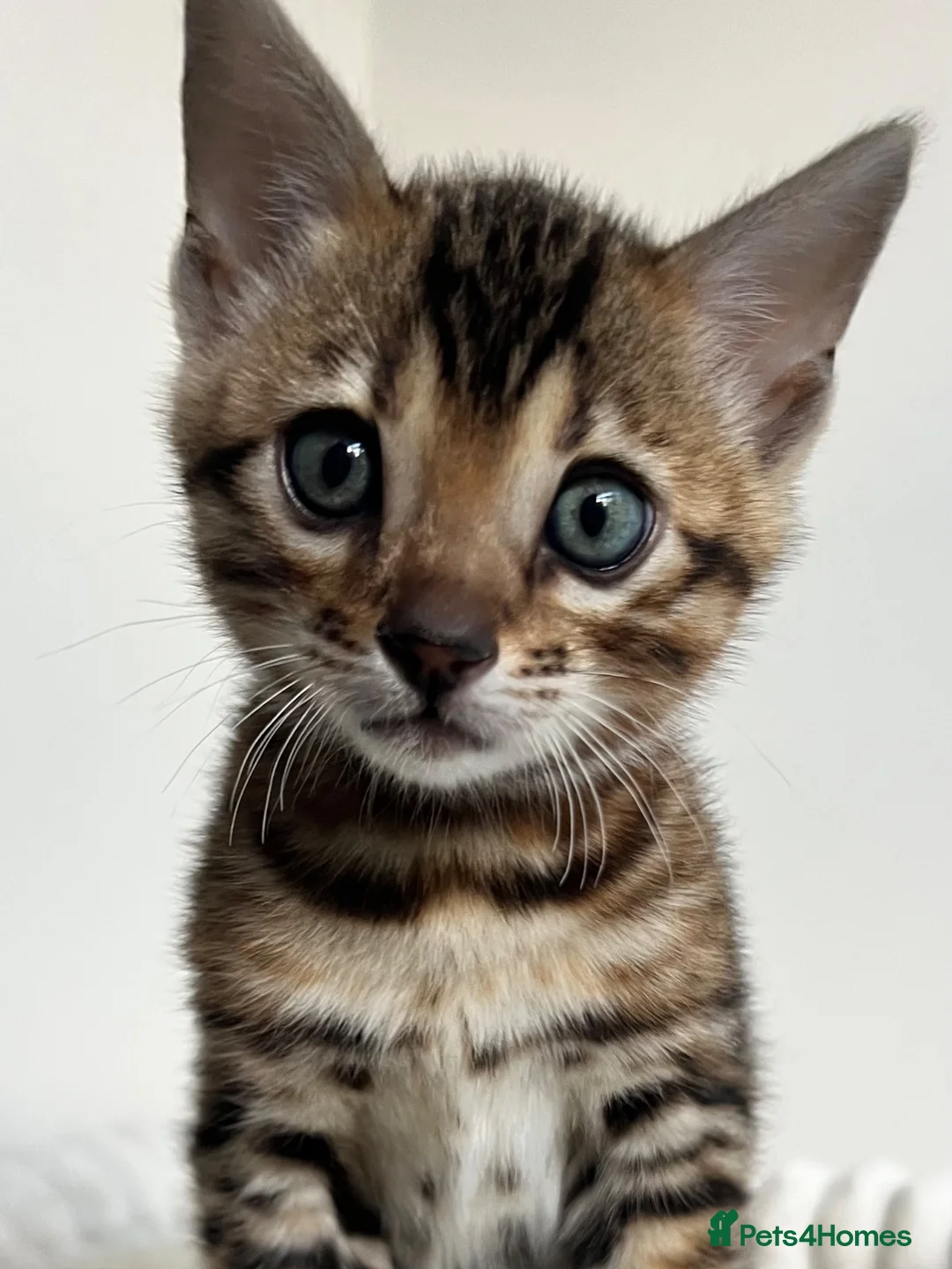 Bengal cats for sale: Stunning TICA Registered Bengal Boy  - Advert 1