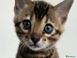 Bengal cats Stunning TICA Registered Bengal Boy - Advert 2