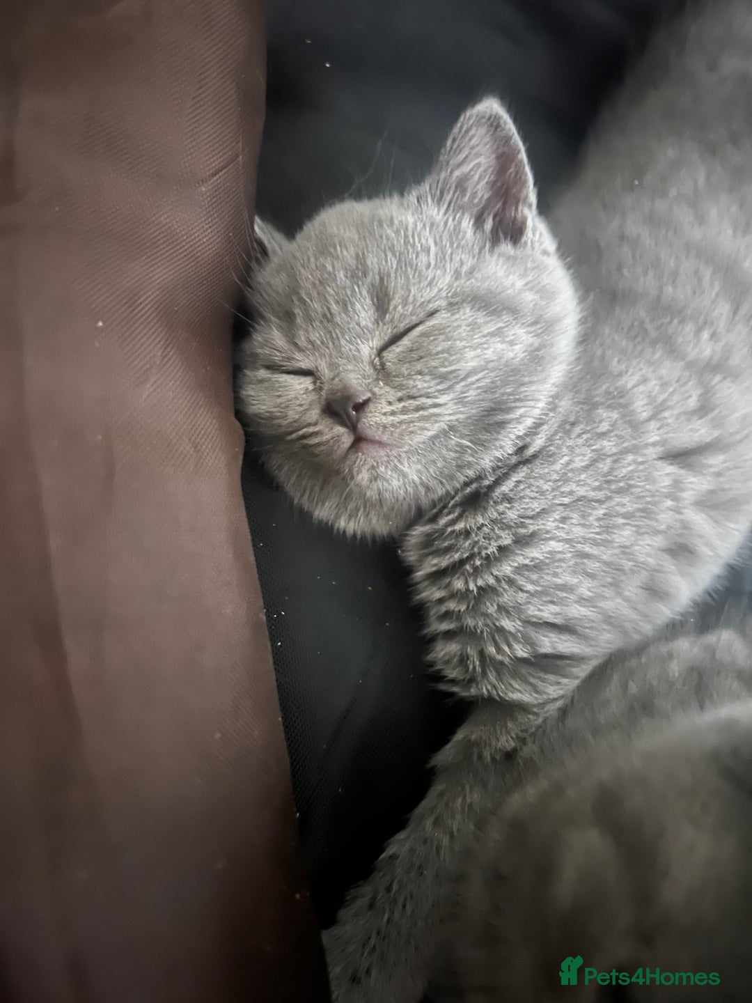 British Shorthair cats for sale: Beautiful BSH Kittens / GCCF registered  - Advert 18