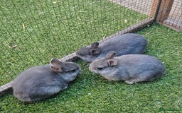 Netherland Dwarf rabbits for sale: BABY NETHERLAND DWARF BUCKS  - Image 4