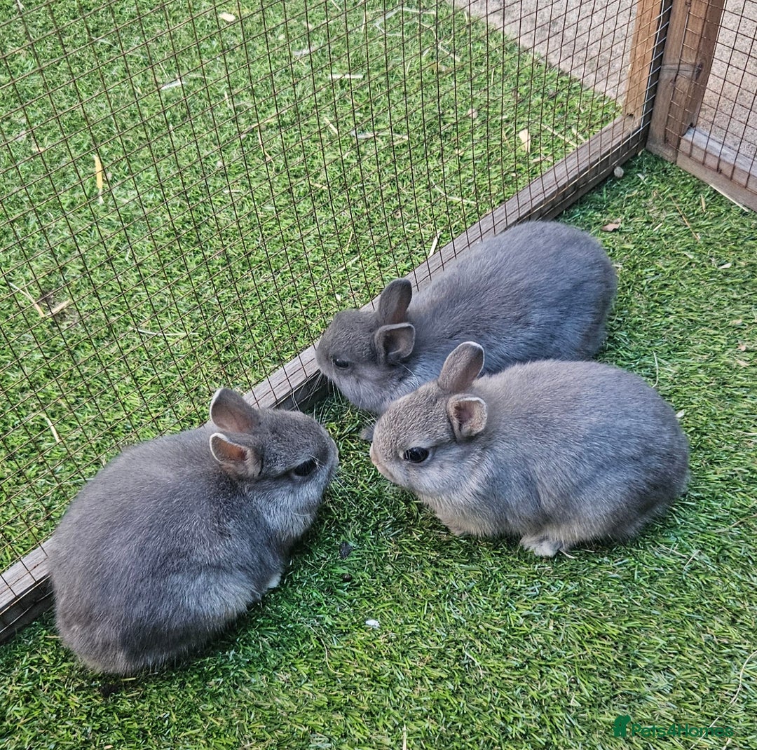 Netherland Dwarf rabbits for sale: BABY NETHERLAND DWARF BUCKS  - Image 4
