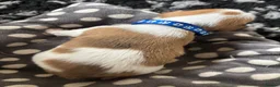 Mixed Breed dogs for sale: Jack Russel x Yorkshire terrier  in High Peak - Advert 21
