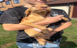 Mixed Breed dogs for sale: HUNGAROAN VIZSLADOR PUPPIES - VIZSLA x LABRADOR - Image 9