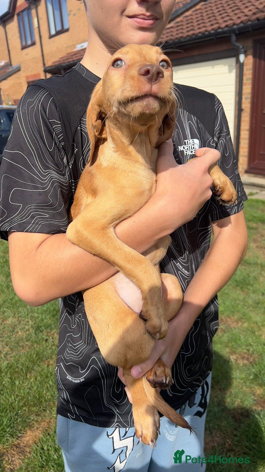 Mixed Breed dogs for sale: HUNGAROAN VIZSLADOR PUPPIES - VIZSLA x LABRADOR - Image 9