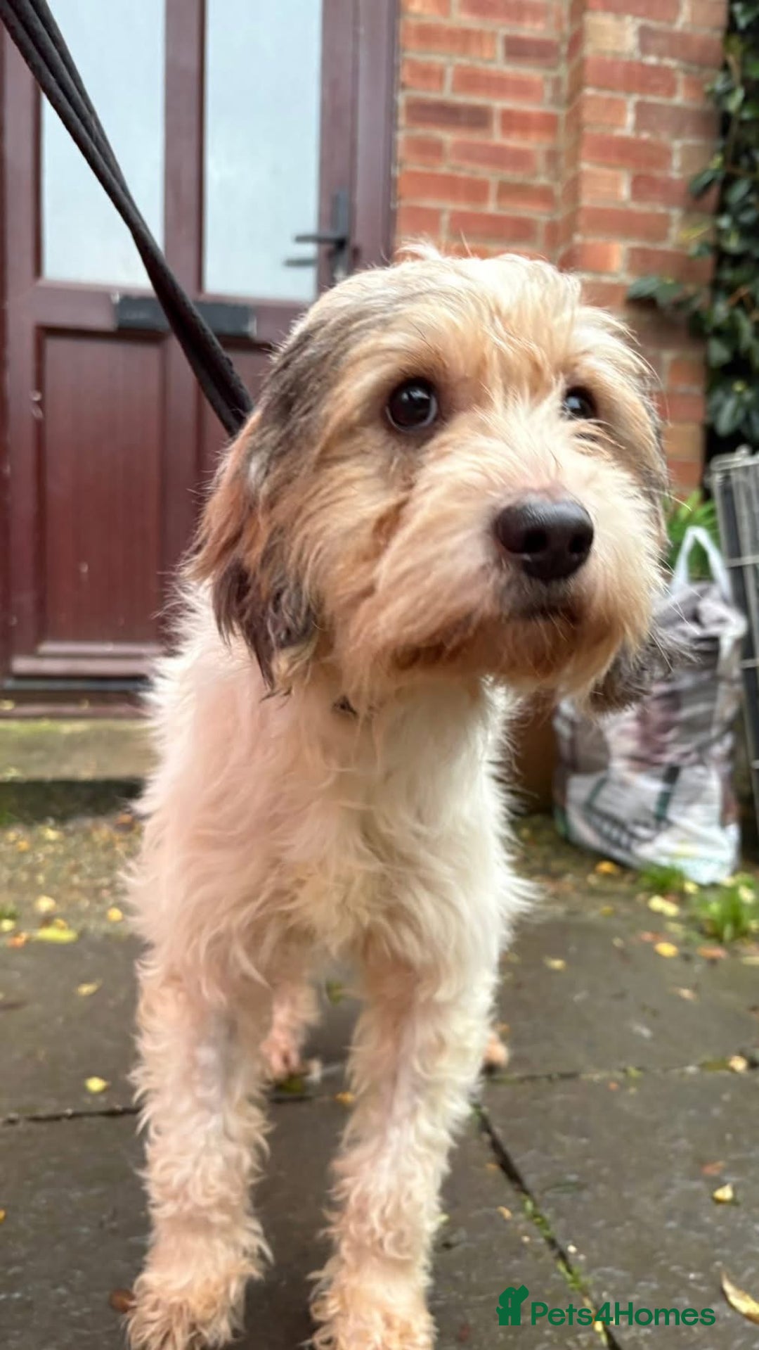 Mixed Breed dogs for adoption: Max - Hingham Norfolk  - Advert 15